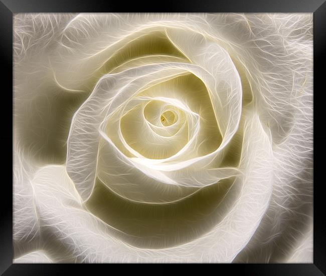 White Rose Light Framed Print by Darren Smith