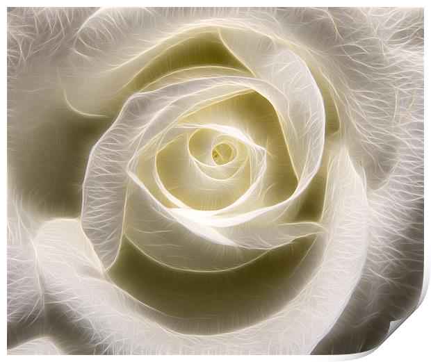 White Rose Light Print by Darren Smith