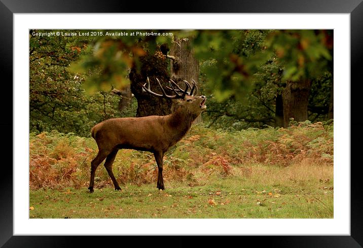  Red Stag in the Woods Framed Mounted Print by Louise Lord