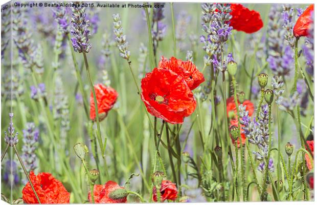  Poppies and lavender Canvas Print by Beata Aldridge