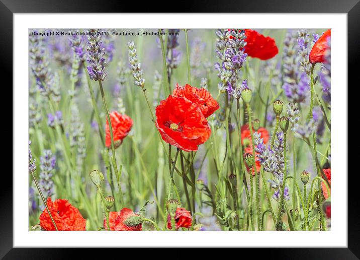  Poppies and lavender Framed Mounted Print by Beata Aldridge