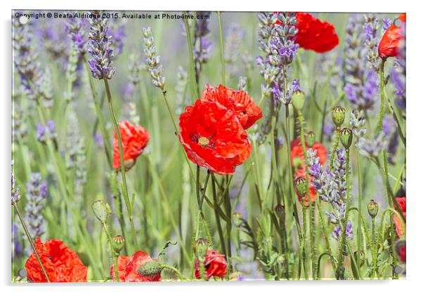  Poppies and lavender Acrylic by Beata Aldridge