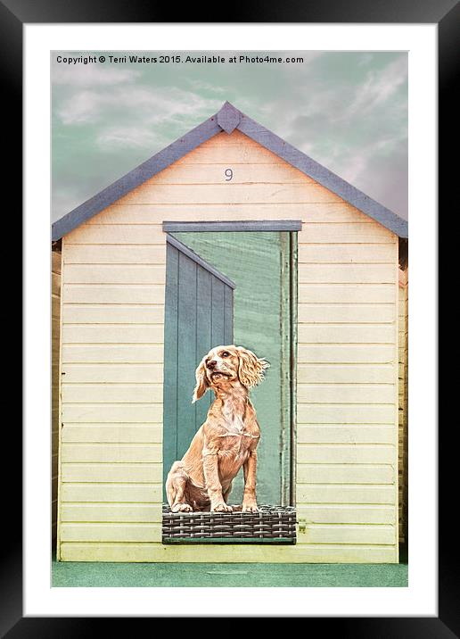 Beach Hut Puppy Framed Mounted Print by Terri Waters