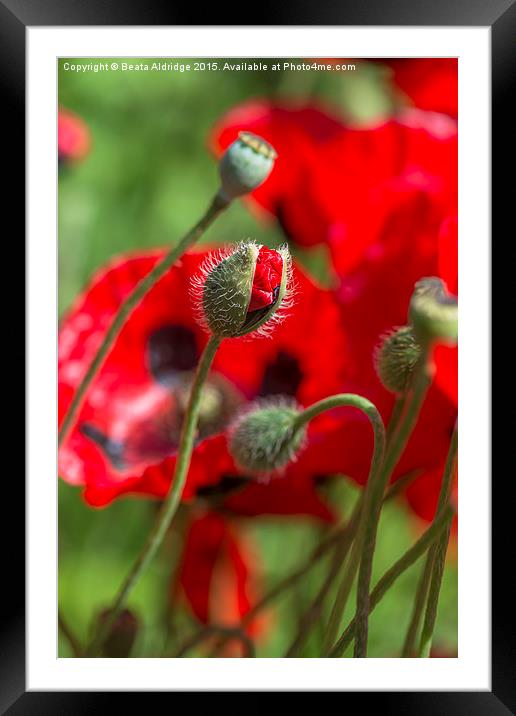  Red poppy Framed Mounted Print by Beata Aldridge