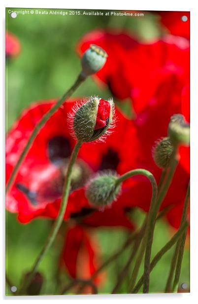  Red poppy Acrylic by Beata Aldridge