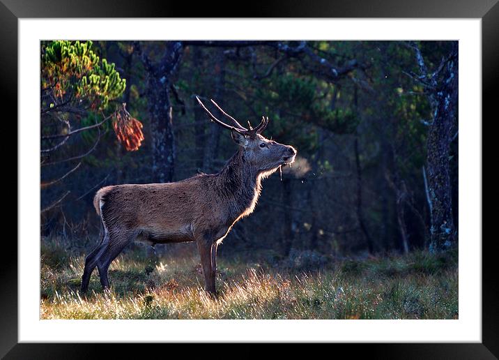  Young Stag In The Woods Framed Mounted Print by Macrae Images