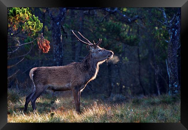  Young Stag In The Woods Framed Print by Macrae Images