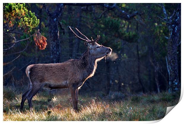  Young Stag In The Woods Print by Macrae Images