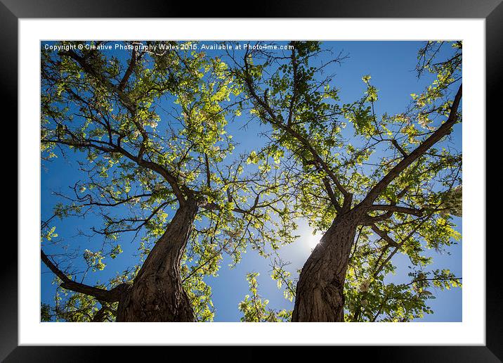 Trees Georgopouli, Crete, Greece Framed Mounted Print by Creative Photography Wales
