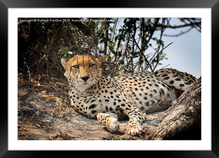 Alert Cheetah Framed Mounted Print by Graham Prentice