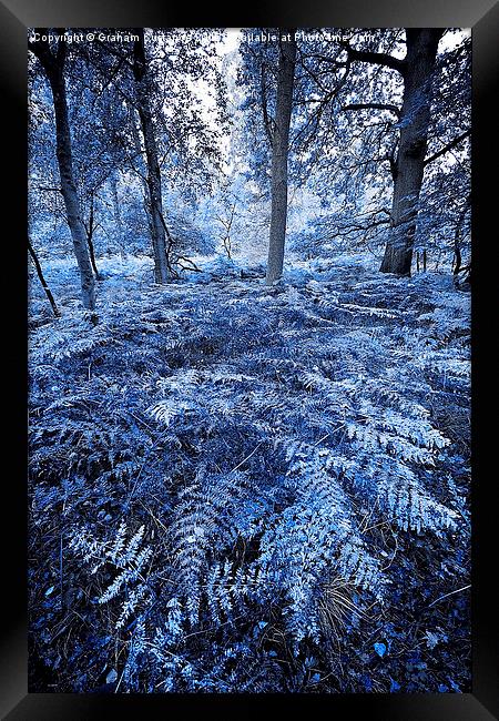 Mystical Woods Framed Print by Graham Custance