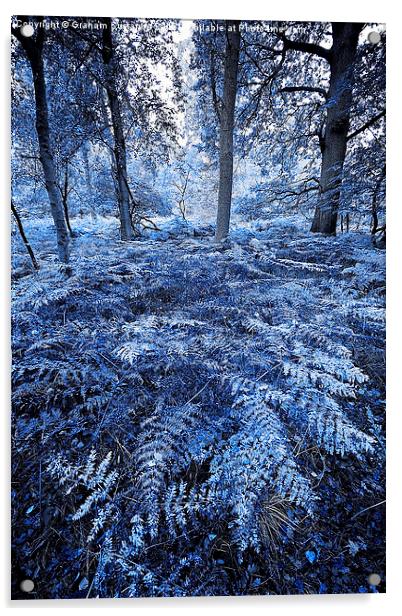 Mystical Woods Acrylic by Graham Custance
