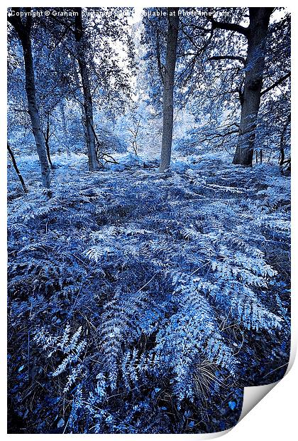 Mystical Woods Print by Graham Custance