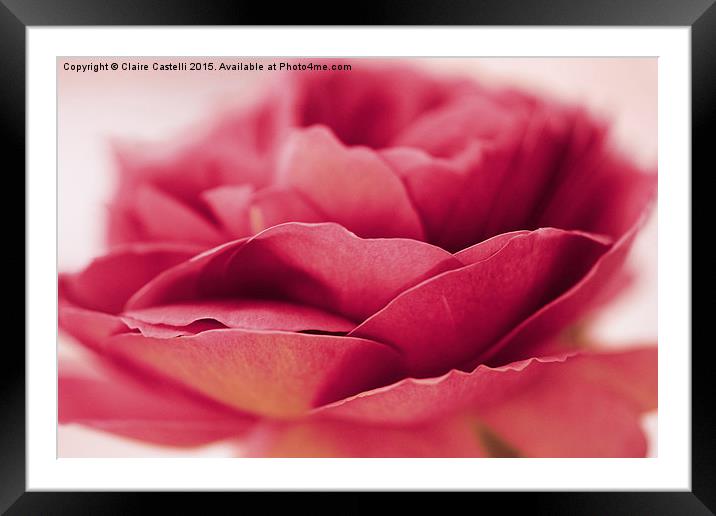  Single pink rose Framed Mounted Print by Claire Castelli