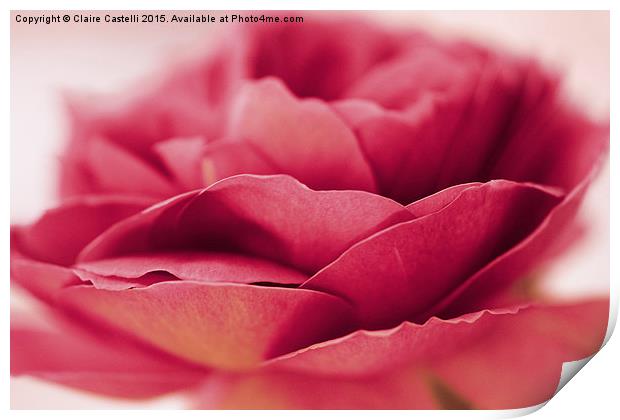 Single pink rose Print by Claire Castelli