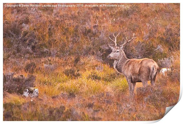  Red Deer Stag Print by Derek Whitton