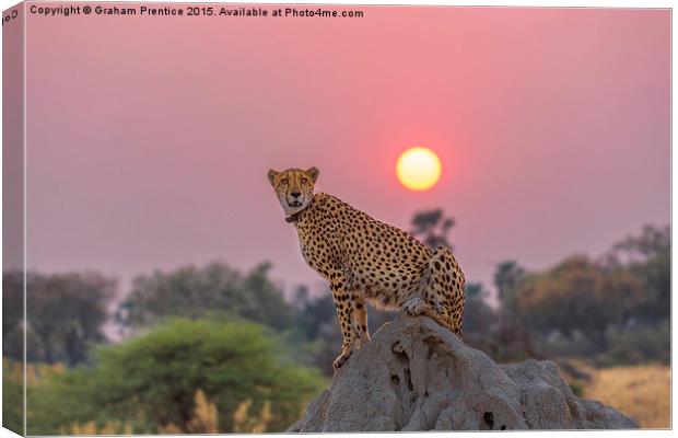 Cheetah at Sunset Canvas Print by Graham Prentice