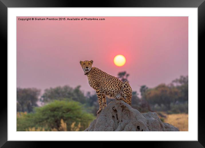 Cheetah at Sunset Framed Mounted Print by Graham Prentice