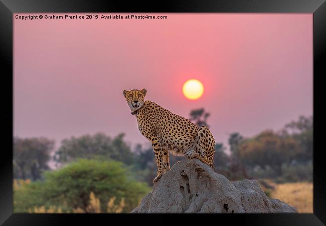 Cheetah at Sunset Framed Print by Graham Prentice