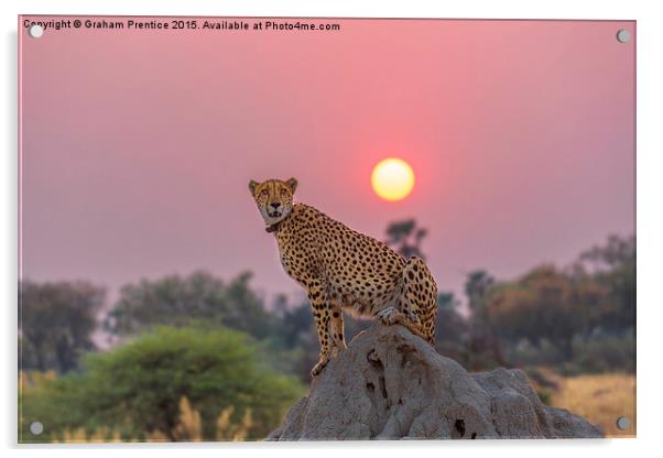 Cheetah at Sunset Acrylic by Graham Prentice