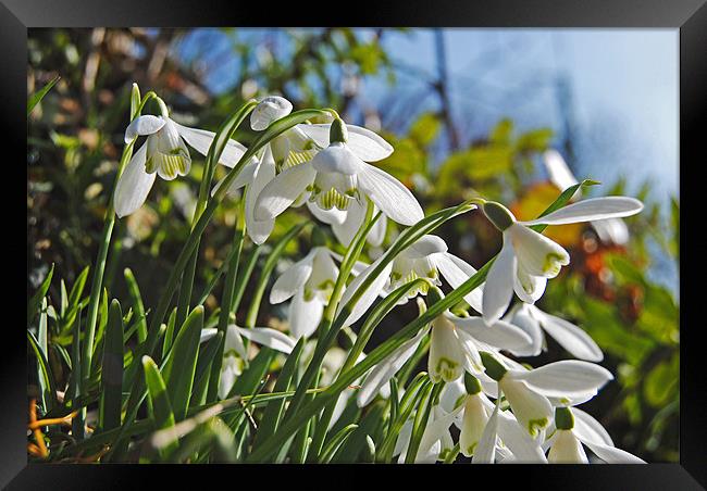 Devon Snowdrops Framed Print by Rob Hawkins