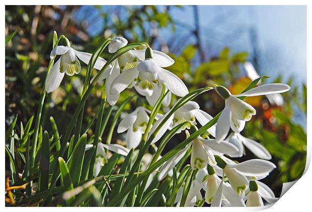 Devon Snowdrops Print by Rob Hawkins