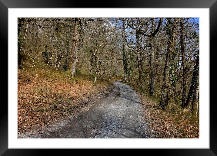  Yarner Wood Dartmoor Framed Mounted Print by Diana Mower