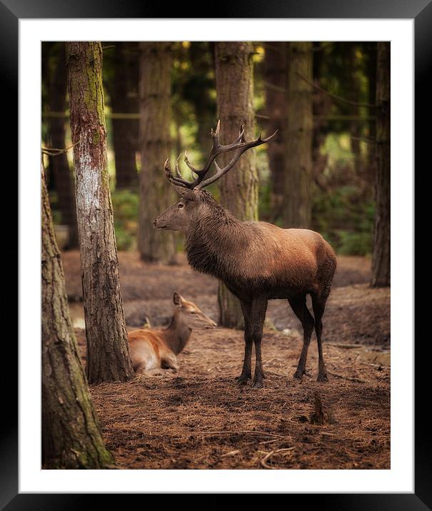  Stag and Hind In The Woods Framed Mounted Print by Nigel Jones