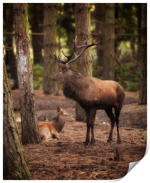  Stag and Hind In The Woods Print by Nigel Jones