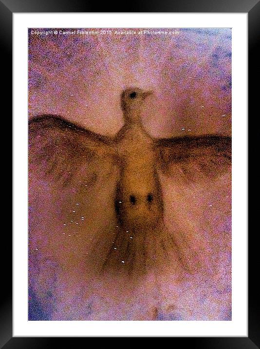  Heavenly Dove Framed Mounted Print by Carmel Fiorentini