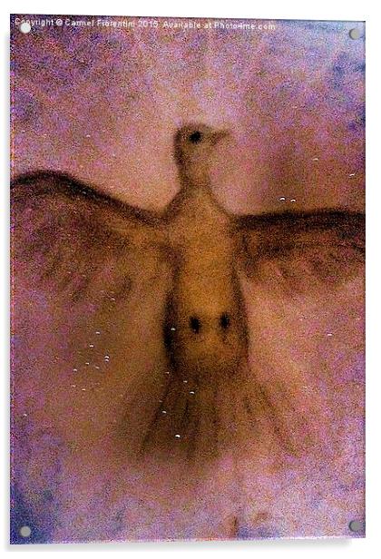  Heavenly Dove Acrylic by Carmel Fiorentini