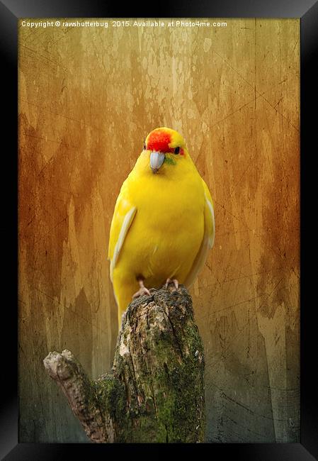 Kakariki The Little Parrot Framed Print by rawshutterbug 