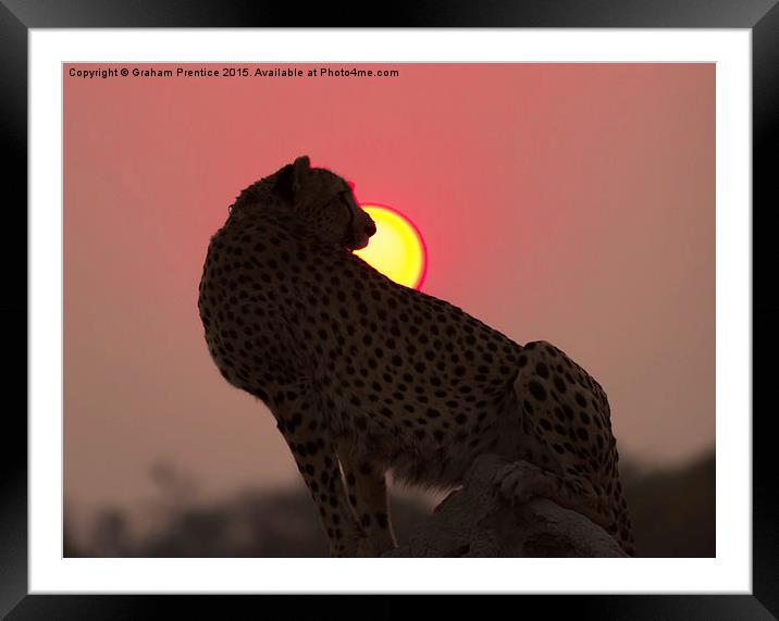 Cheetah At Sunset Framed Mounted Print by Graham Prentice