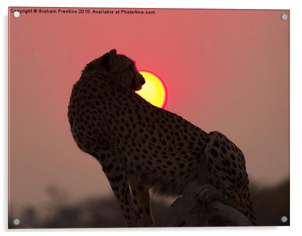 Cheetah At Sunset Acrylic by Graham Prentice