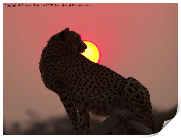 Cheetah At Sunset Print by Graham Prentice
