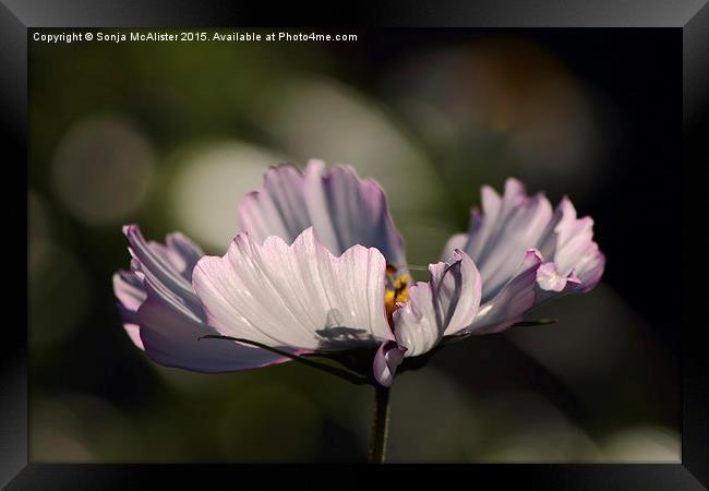  Cosmos Framed Print by Sonja McAlister