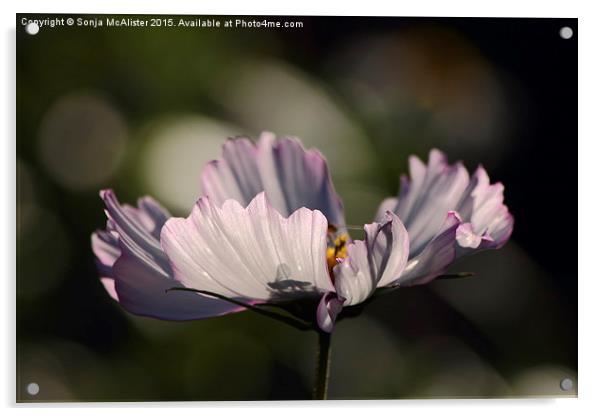  Cosmos Acrylic by Sonja McAlister