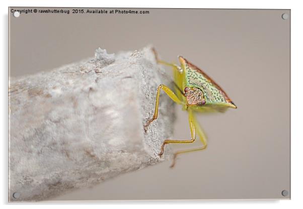 Posing Shield Bug Acrylic by rawshutterbug 