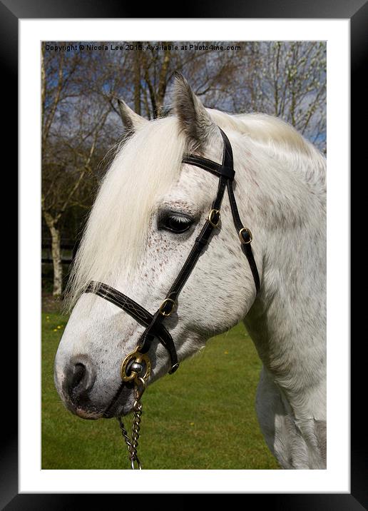  Connemara Stallion Framed Mounted Print by Nicola Lee