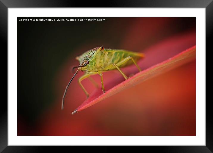 Shield Bug On Red Leaf Framed Mounted Print by rawshutterbug 