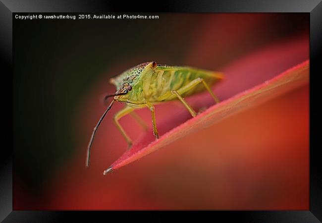 Shield Bug On Red Leaf Framed Print by rawshutterbug 
