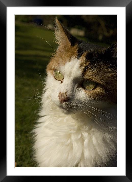 Mucky Cat Framed Mounted Print by Alan Pickersgill