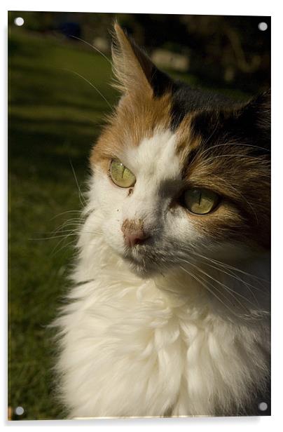 Mucky Cat Acrylic by Alan Pickersgill