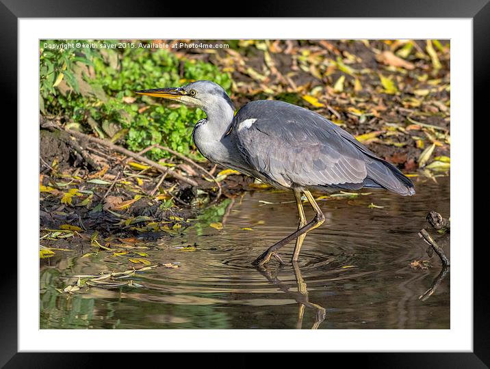  Grey Heron  Framed Mounted Print by keith sayer