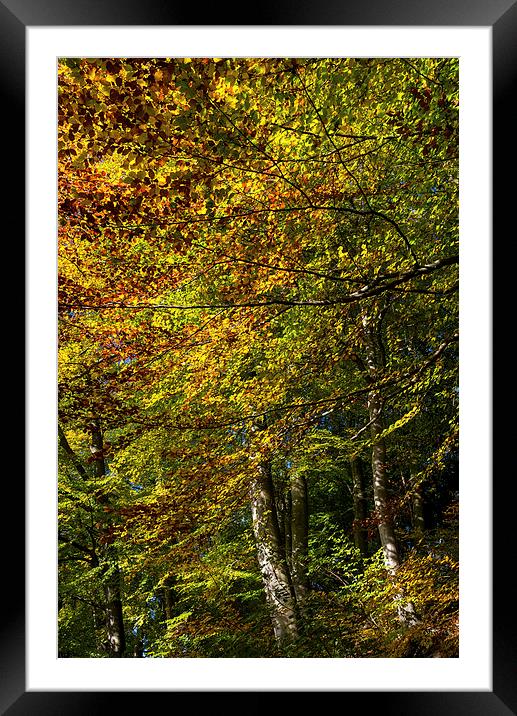 Beech trees in full Autumn colour Framed Mounted Print by Andrew Kearton