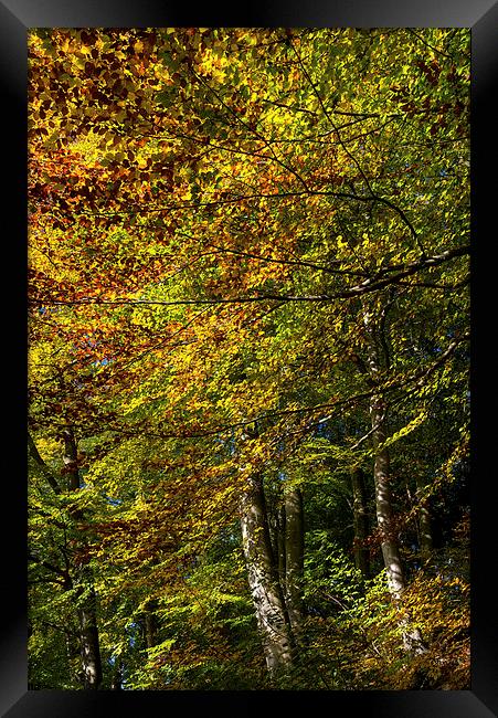 Beech trees in full Autumn colour Framed Print by Andrew Kearton
