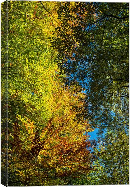 Looking up into the colourful Beech trees Canvas Print by Andrew Kearton