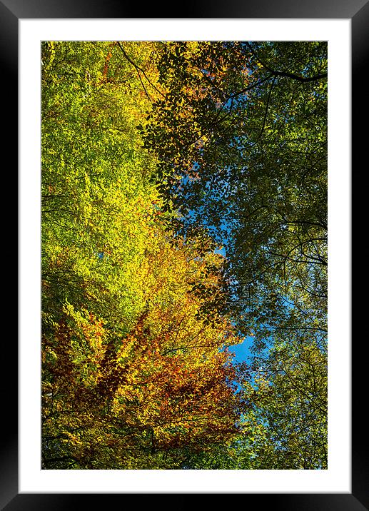 Looking up into the colourful Beech trees Framed Mounted Print by Andrew Kearton