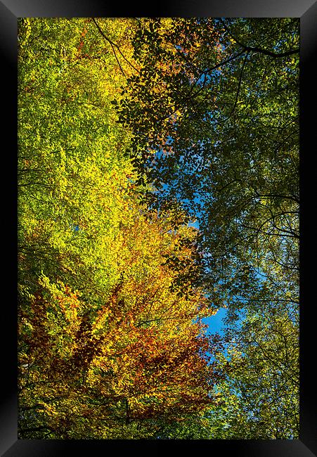 Looking up into the colourful Beech trees Framed Print by Andrew Kearton