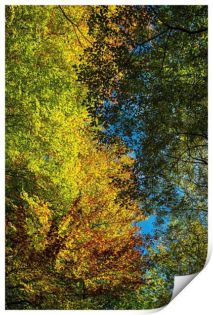 Looking up into the colourful Beech trees Print by Andrew Kearton